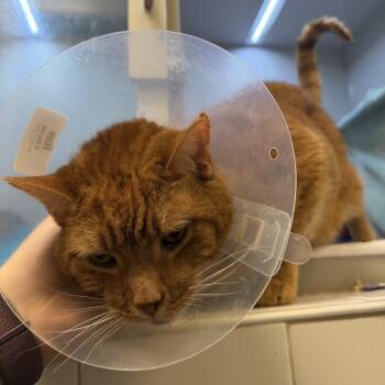 Mr. Jackson -  Domestic Short Hair Cat for Adoption in Pittsburgh, Pennsylvania - Mr. Jackson | PetCurious