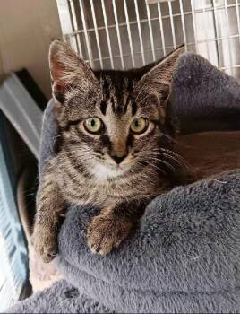 mini -  Tabby Cat for Adoption in Seymour, Indiana - Mini | PetCurious