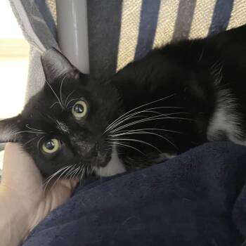 Oni -  Domestic Short Hair Cat for Adoption in York, Pennsylvania - Oni | PetCurious