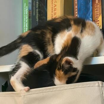 Dippen -  Domestic Short Hair Cat for Adoption in Chattanooga, Tennessee - Dippen | PetCurious