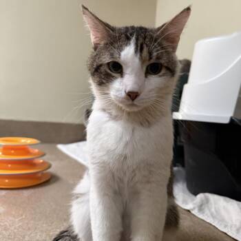 Chuba -  Domestic Short Hair Cat for Adoption in Myerstown, Pennsylvania - Chuba | PetCurious