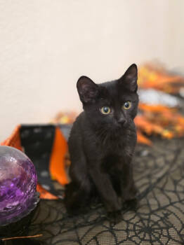 Rescue Domestic Short Hair Cats for Adoption in Fort Lupton, Colorado - Witch Please | PetCurious