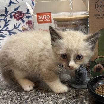 Archimedes -  Domestic Short Hair and Siamese Cat for Adoption in Long Beach, California - Archimedes | PetCurious