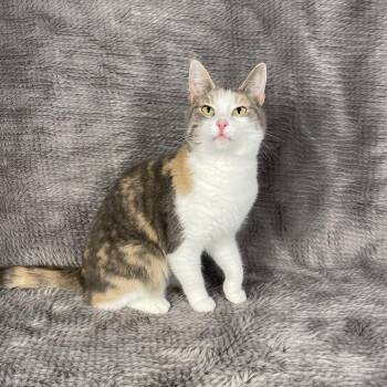 Domestic Short Hair Cats Available for Adoption - Patsy - Andrea Foster | PetCurious