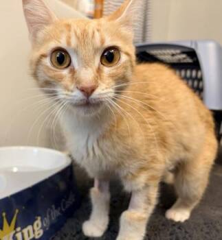 Purra -$25 Tripod INDOOR ONLY, Fostered -  Domestic Short Hair Cat for Adoption in Seneca, South Carolina - Purra -$25 Tripod INDOOR ONLY, Fostered | PetCurious