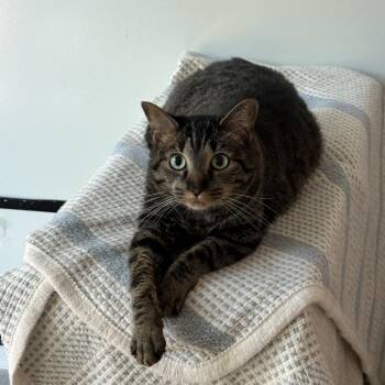 Rescue Domestic Short Hair Cats for Adoption in Chattanooga, Tennessee - CiCi | PetCurious