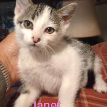 Janet(Woods) -  Domestic Short Hair Cat for Adoption in Grand Rapids, Minnesota - Janet(Woods) | PetCurious
