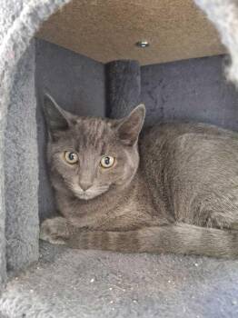 Barong -  Domestic Short Hair Cat for Adoption in Bowling Green, Ohio - Barong | PetCurious