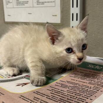 Phoenix -  Domestic Short Hair Cat for Adoption in Yuma, Arizona - Phoenix | PetCurious