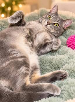 Giggles (FCID# 08/26/2026 - 126) -  Tabby Cat for Adoption in Greenville, Delaware - Giggles (FCID# 08/26/2026 - 126) | PetCurious