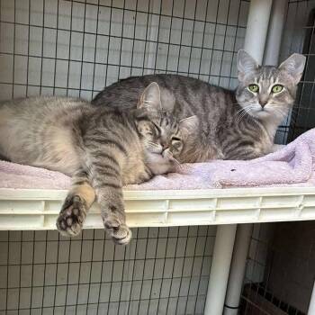 Domestic Short Hair Cats Available for Adoption - Parole & Oath | PetCurious