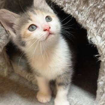 American Bobtail and Domestic Short Hair Cats Available for Adoption in Brownsboro, Alabama - Sequoia | PetCurious
