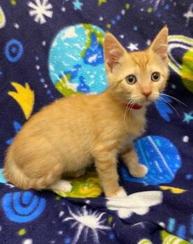 Wildfire -  Domestic Short Hair Cat for Adoption in Westland, Michigan - Wildfire | PetCurious