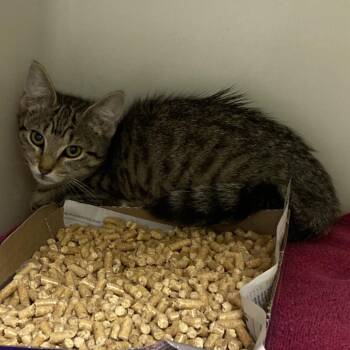 MJ -  Domestic Short Hair Cat for Adoption in Harrisonburg, Virginia - MJ | PetCurious