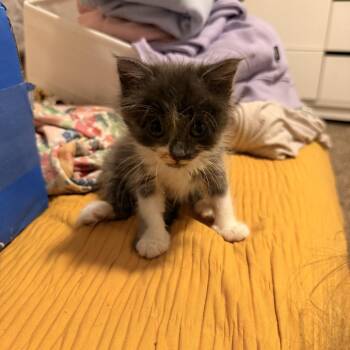 Gummy Bear -  Domestic Short Hair Cat for Adoption in Elfin Forest, California - Gummy Bear | PetCurious