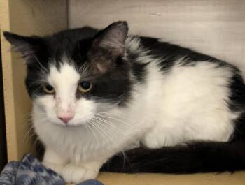 Domestic Long Hair and Maine Coon Cats Available for Adoption in Island Lake, Illinois - Gilbert | PetCurious