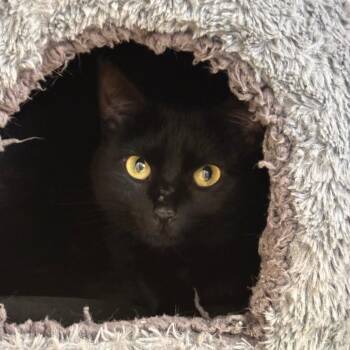Ebony -  Domestic Short Hair Cat for Adoption in South Elgin, Illinois - Ebony | PetCurious