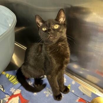Borage -  Domestic Short Hair Cat for Adoption in Spokane, Washington - Borage | PetCurious