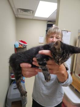 Rescue Tabby and Tiger Cats for Adoption in Clarksville, Virginia - Dobby | PetCurious