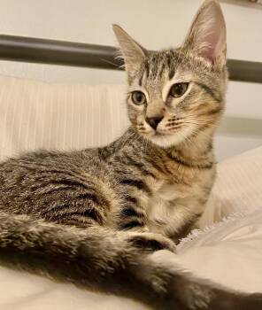 Rescue Domestic Short Hair and Tabby Cats for Adoption in Tustin, California - Dukie | PetCurious