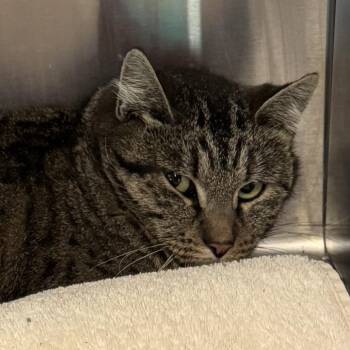 Domestic Short Hair Cats Available for Adoption - Kittles | PetCurious