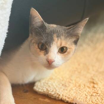 Olive -  Domestic Short Hair Cat for Adoption in Aldie, Virginia - Olive | PetCurious