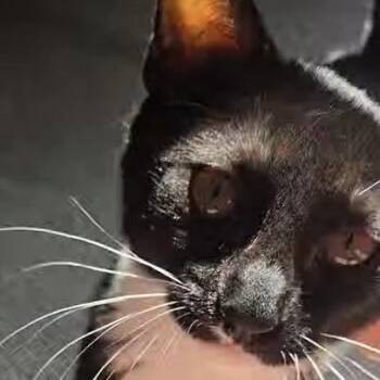 Tarot -  Domestic Short Hair Cat for Adoption in Baltimore, Maryland - Tarot | PetCurious