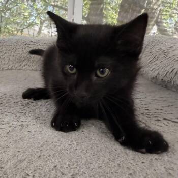 Static -  Domestic Medium Hair Cat for Adoption in Boerne, Texas - Static | PetCurious