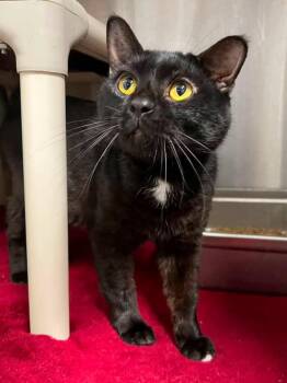 Jettson -  Domestic Short Hair Cat for Adoption in Calhoun, Kentucky - Jettson | PetCurious