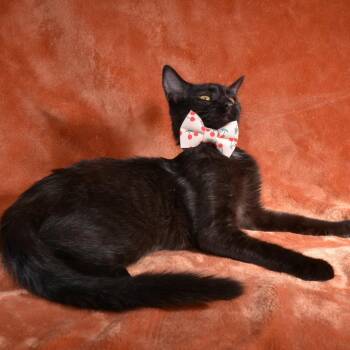 Shadow -  Domestic Short Hair Cat Available for Adoption in Traverse City, Michigan - Shadow | PetCurious