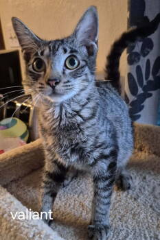 Rescue Domestic Short Hair Cats for Adoption in Oviedo, Florida - Valiant | PetCurious