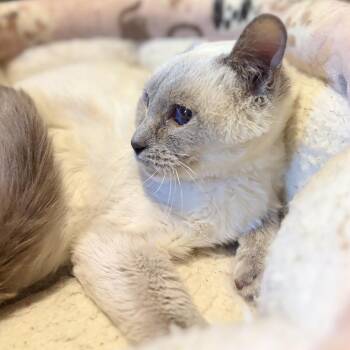 Bianca -  Siamese and Domestic Medium Hair Cat for Adoption in Charlottesville, Virginia - Bianca | PetCurious