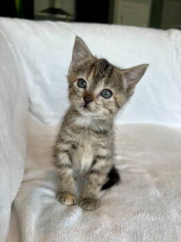 Rescue Domestic Short Hair Cats for Adoption in Nashville, Tennessee - Rosemary25 | PetCurious