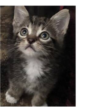 Cosmo -  Domestic Short Hair Cat for Adoption in Lafayette, Louisiana - Cosmo | PetCurious