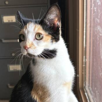 Mae -  Domestic Short Hair Cat for Adoption in Springfield, Oregon - Mae | PetCurious