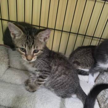 Lil Luke -  Domestic Short Hair Cat for Adoption in Melrose, Florida - Lil Luke | PetCurious