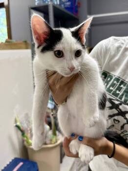 CAT - Oreo -  Domestic Short Hair Cat for Adoption in Gilberts, Illinois - CAT - Oreo | PetCurious