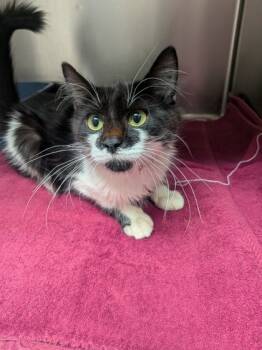 Rescue Domestic Long Hair and Domestic Short Hair Cats for Adoption in Louisburg, North Carolina - Beaufort | PetCurious