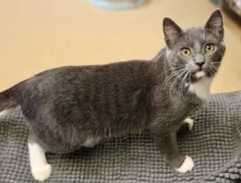 Rescue Domestic Short Hair Cats for Adoption in Hastings, Minnesota - Peanut | PetCurious
