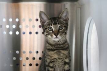 Rescue Domestic Short Hair Cats for Adoption in Scottsdale, Arizona - Buttercup | PetCurious