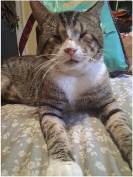 Scar -  Domestic Short Hair Cat for Adoption in San Diego, California - Scar | PetCurious