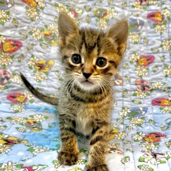 Domestic Short Hair Cats Available for Adoption in Kansas City, Missouri - Pipsqueak | PetCurious