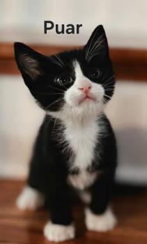 KITTEN PUAR -  Tuxedo Cat for Adoption in Franklin, Tennessee - KITTEN PUAR | PetCurious