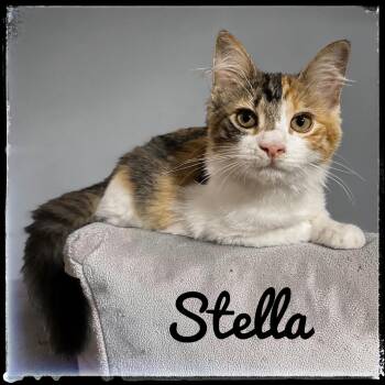 Stella -  Domestic Medium Hair Cat for Adoption in El Cajon, California - Stella | PetCurious