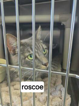 Roscoe - At shelter -  Domestic Short Hair Cat for Adoption in Rustburg, Virginia - Roscoe - At Shelter | PetCurious
