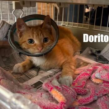 Dorito -  Domestic Short Hair Cat for Adoption in Washington, District Of Columbia - Dorito | PetCurious