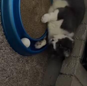 Peter Parker -  Siamese Cat for Adoption in New Braunfels, Texas - Peter Parker | PetCurious