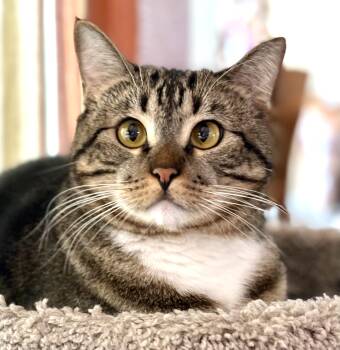Daisy Mae -  Domestic Short Hair Cat for Adoption in Oracle, Arizona - Daisy Mae | PetCurious