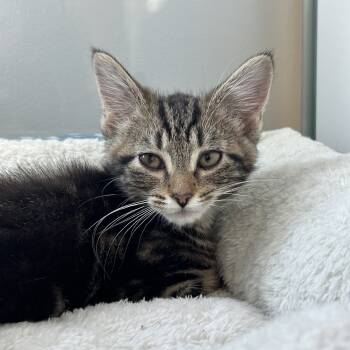 Rescue Domestic Short Hair Cats for Adoption in Ridgely, Maryland - Feek | PetCurious