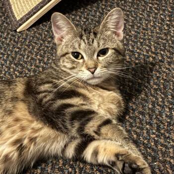 Domestic Short Hair Cats Available for Adoption in Evanston, Illinois - Cascades | PetCurious